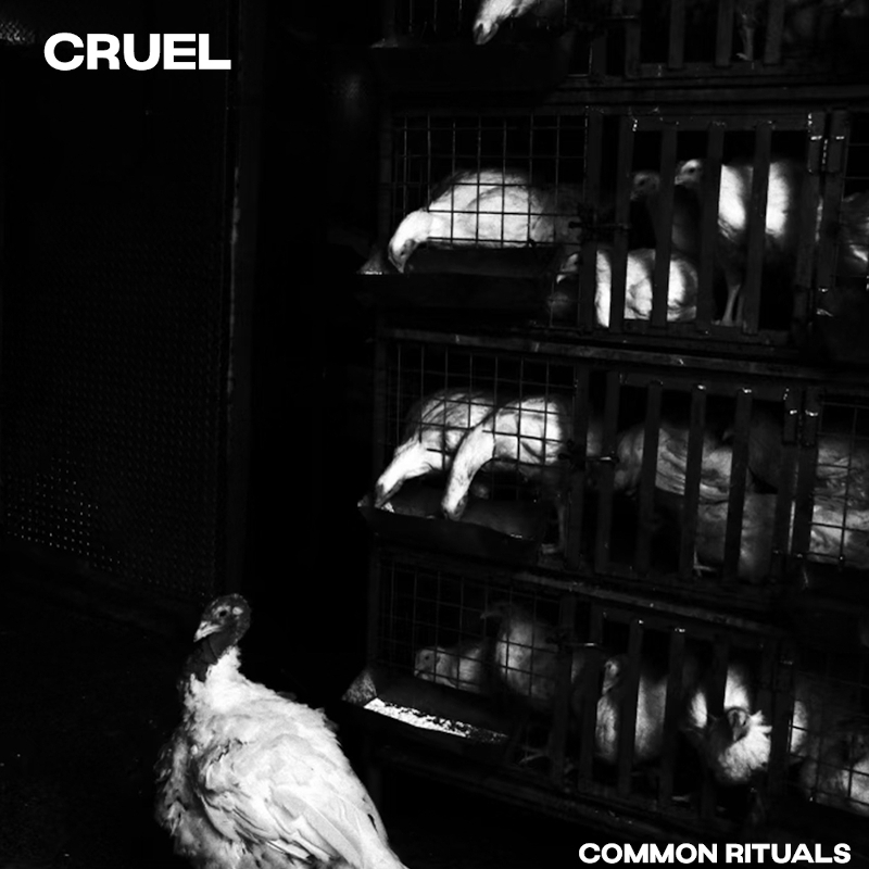 Recommended EP: Cruel – ‘Common Rituals’